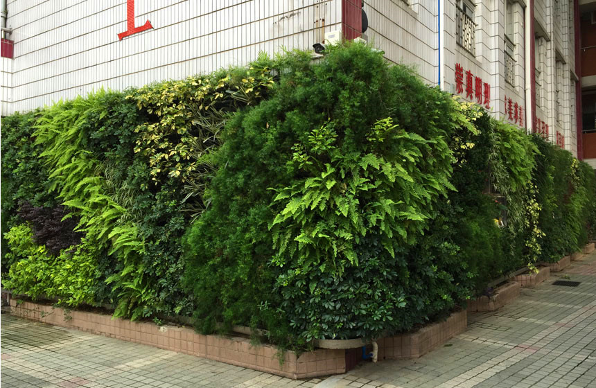 路边植物墙