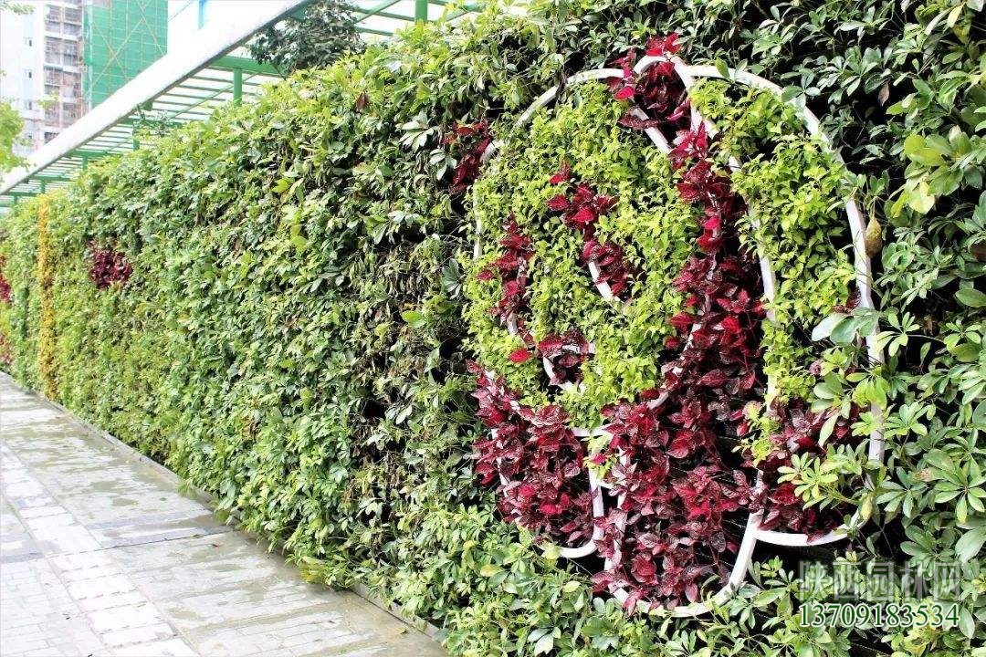 室外墙面绿化——“植物墙绿化”
