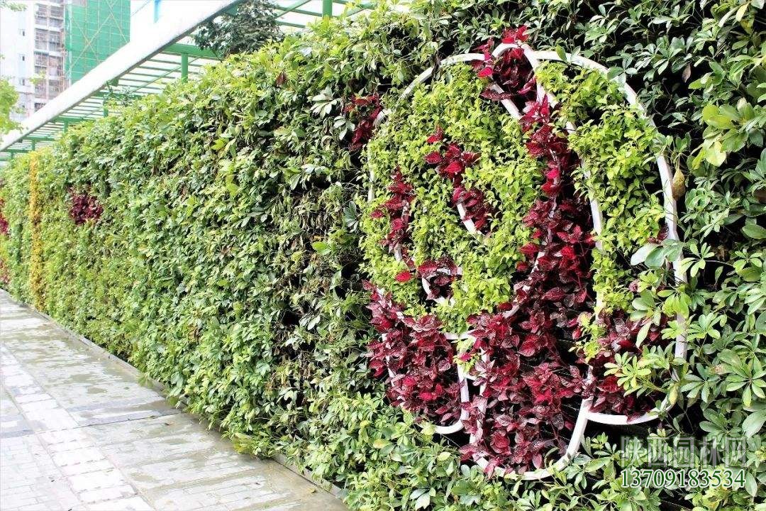 室外墙面绿化——“植物墙绿化”