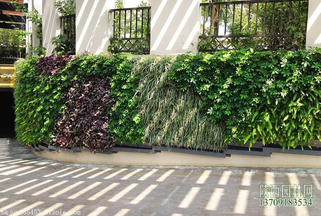 室外墙面绿化——“植物墙绿化”6