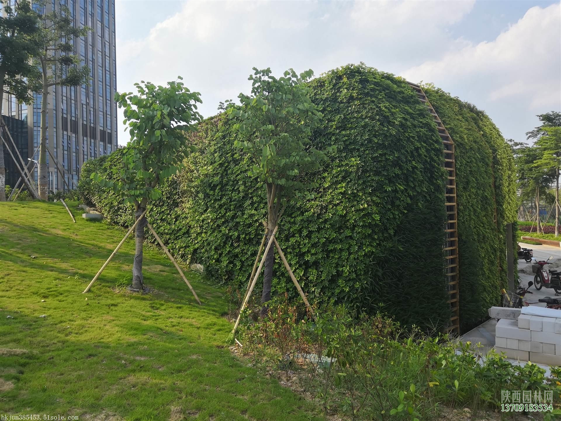 室外墙面绿化——“植物墙绿化”